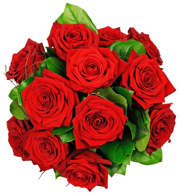 12 red roses longstemmed