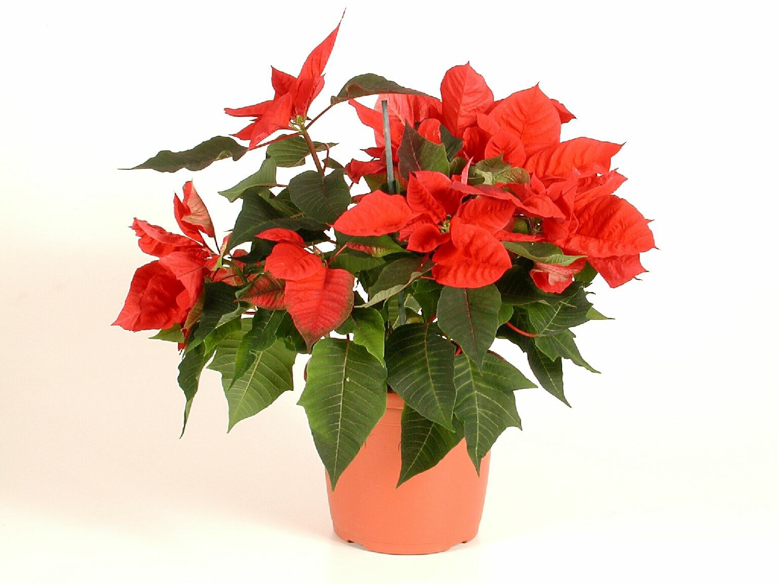 Poinsettia