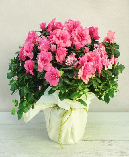 Azalea