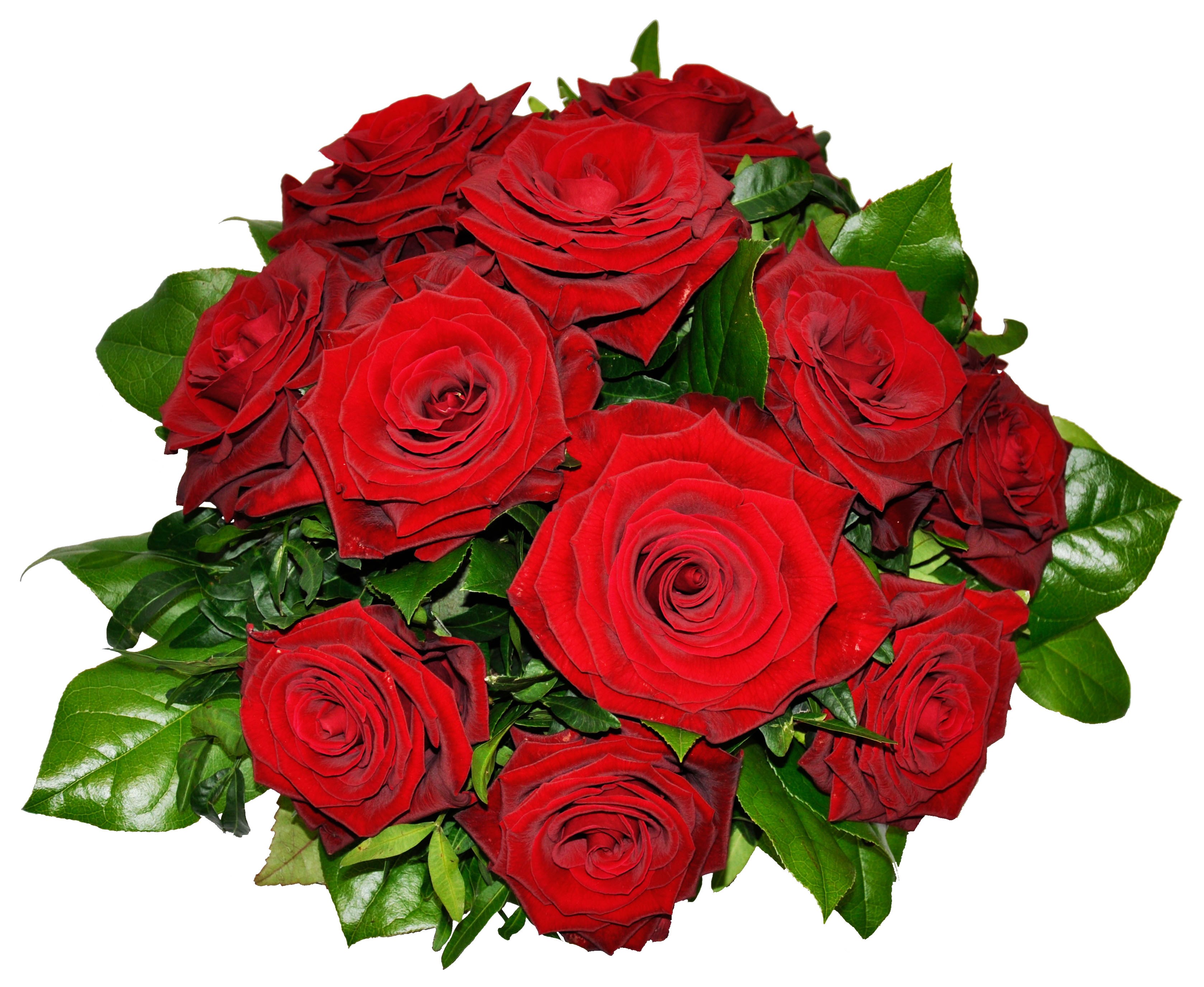 Tantalizing 12 Red Roses