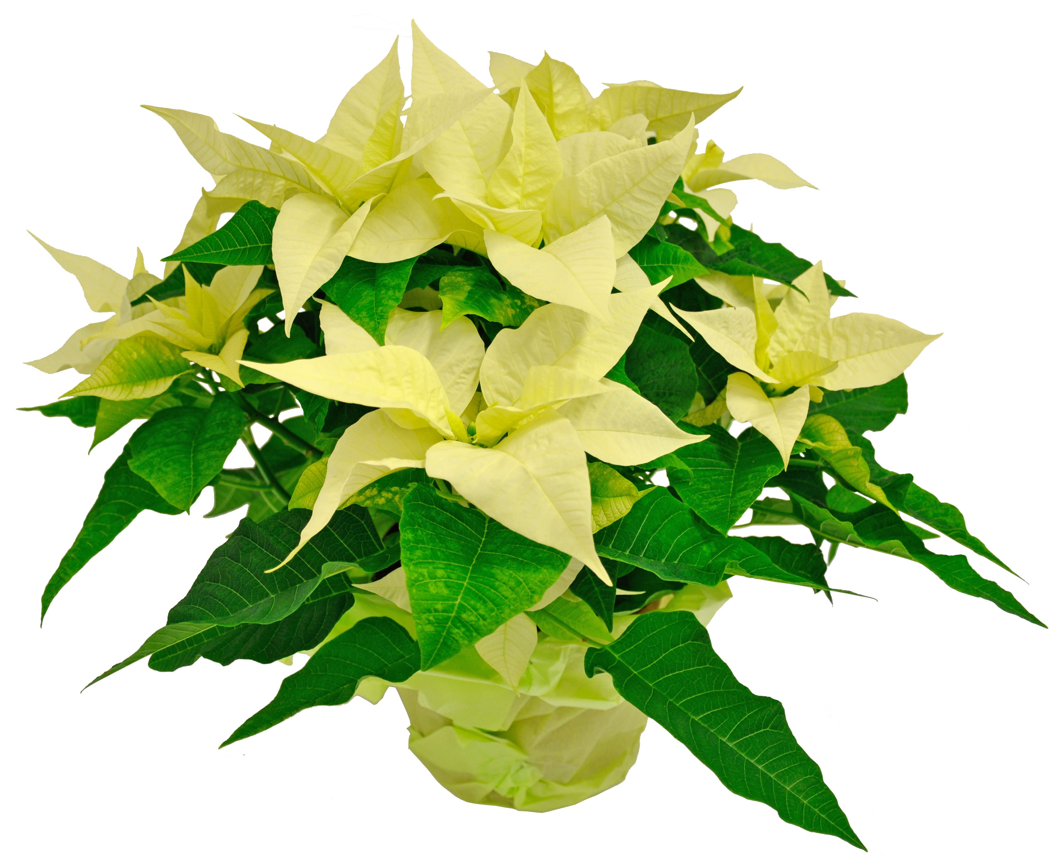 White Poinsettia