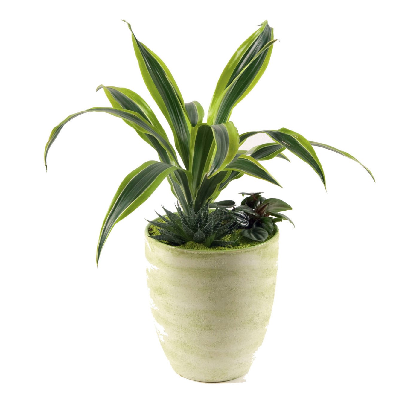 product image for Arrangement of Plants