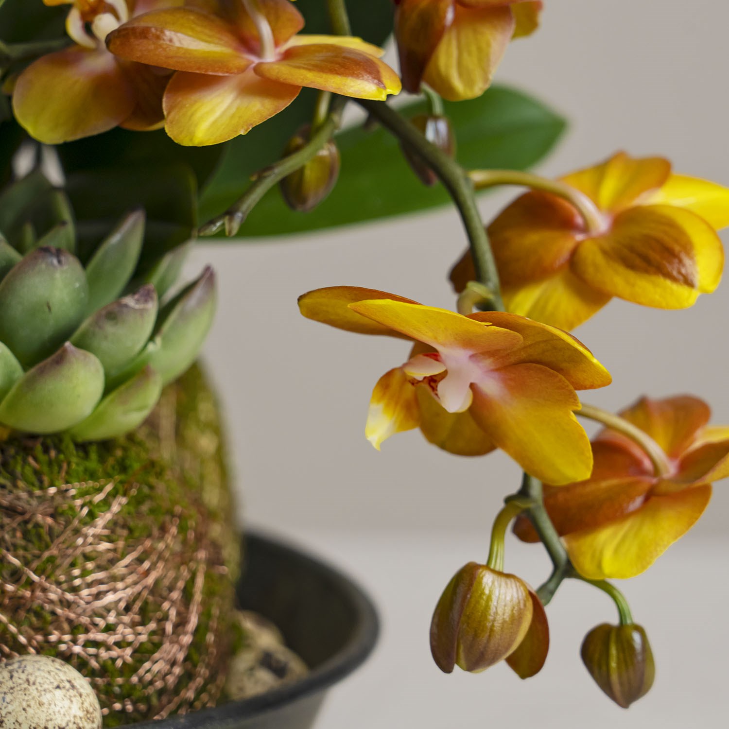 product image for Arrangement of Plants