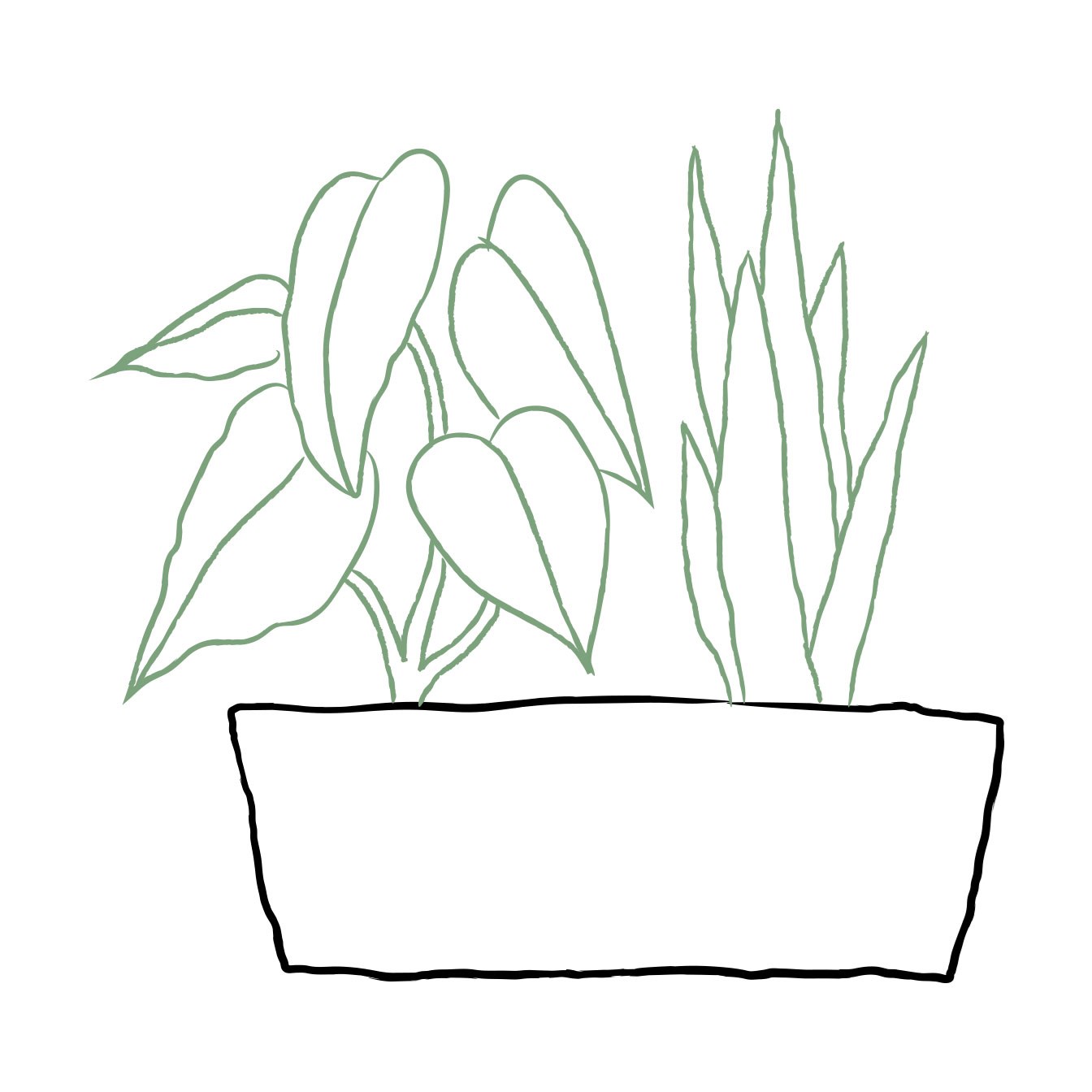 product image for Arrangement of Plants