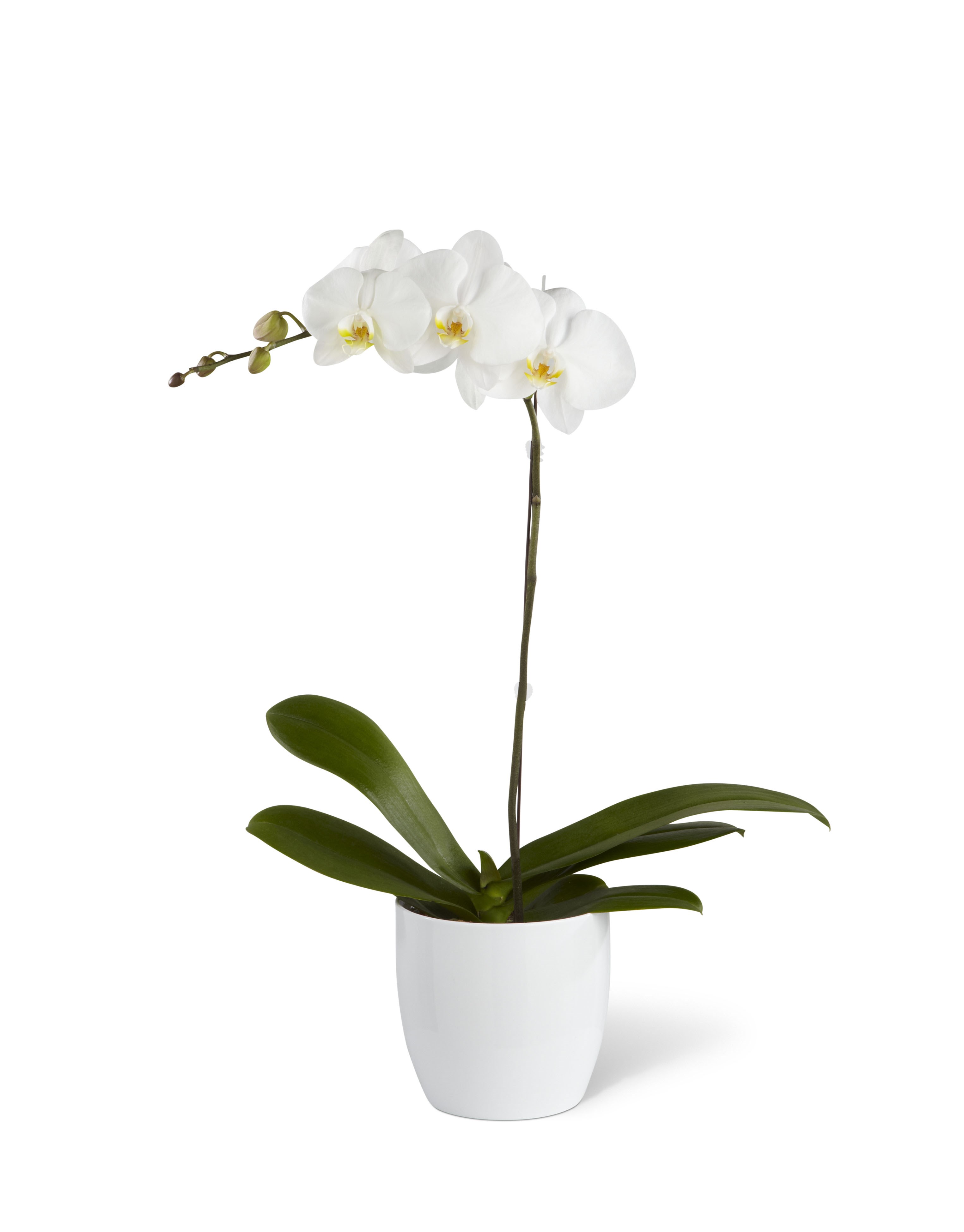 White Orchid Planter