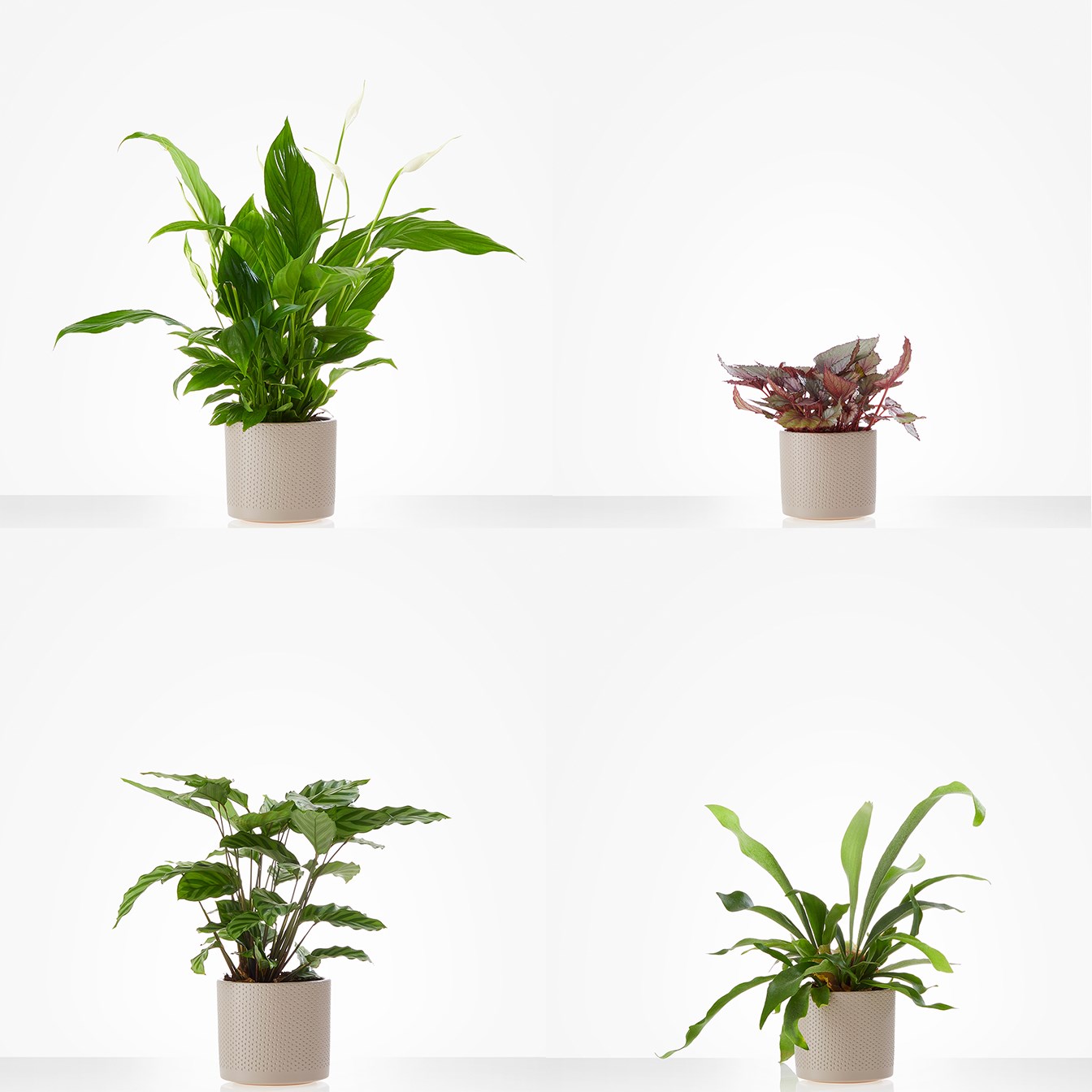 product image for Arrangement of Plants