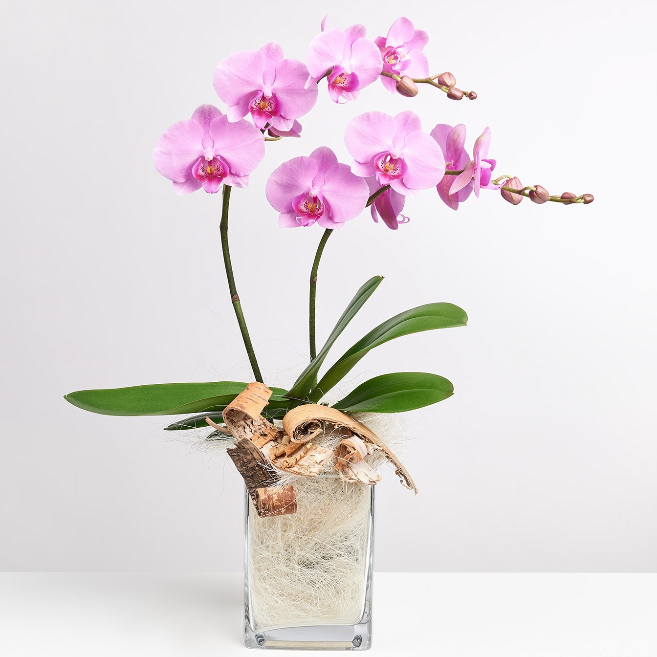 Pink orchid in vase