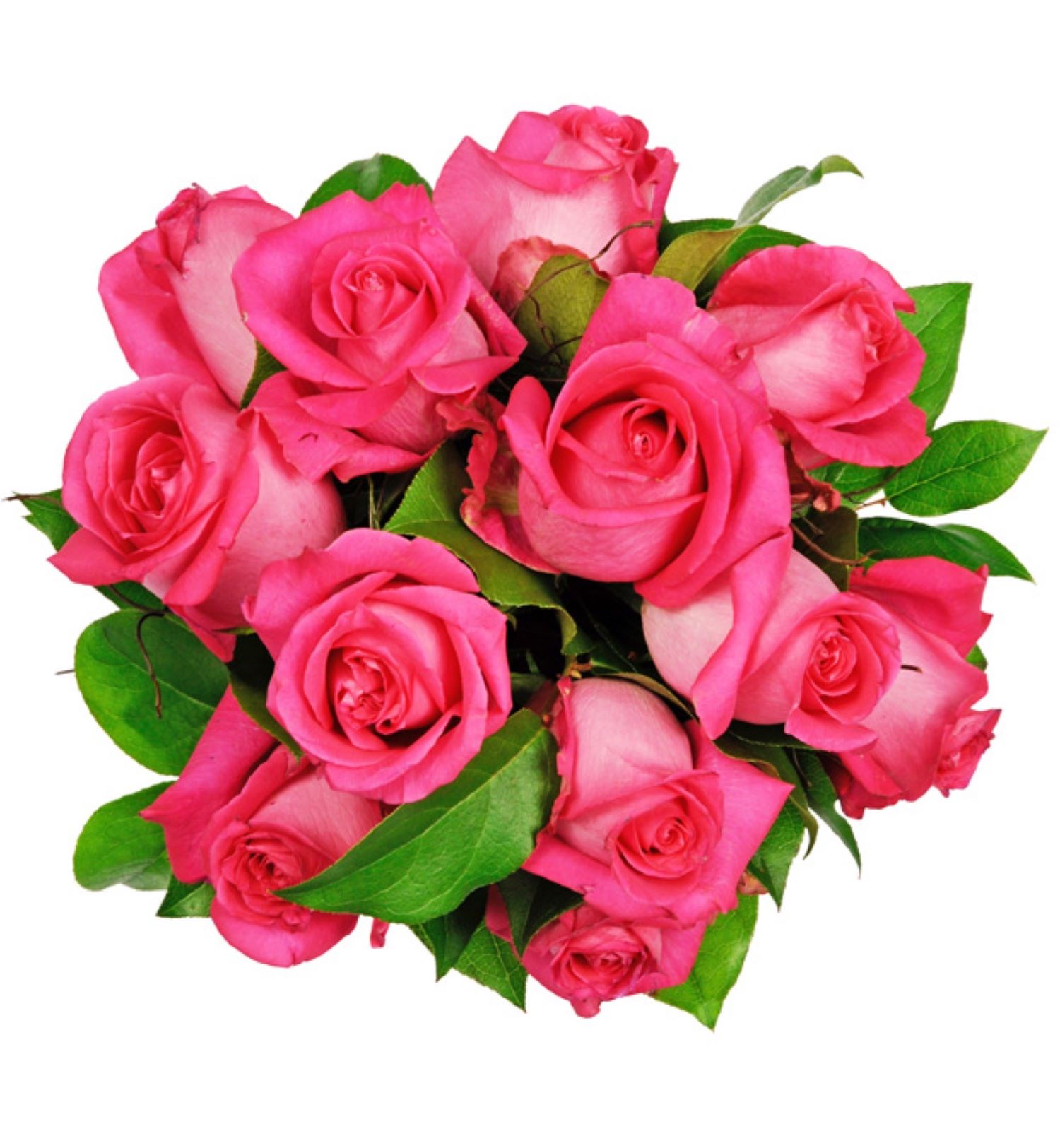 Affection pink roses