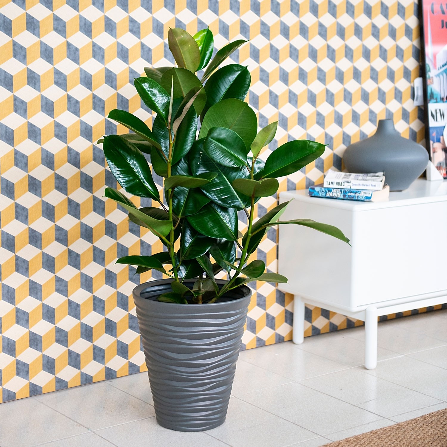 Ficus Elastica Robusta