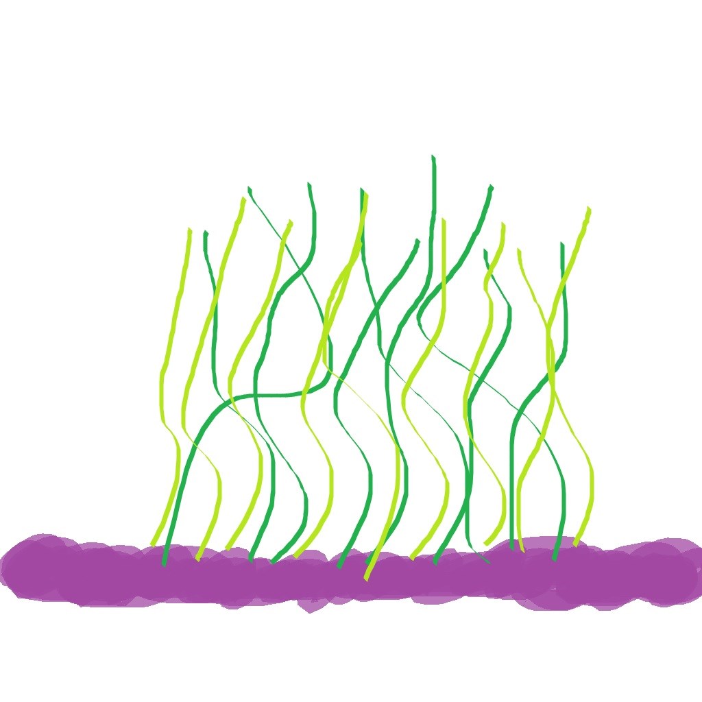 Product Name PTSEAPLANT01