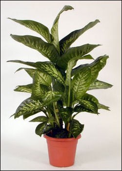 Dieffenbachia Plant